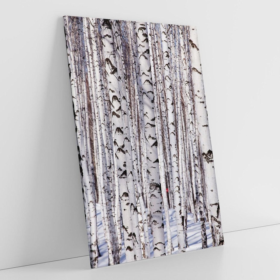 Obraz na płótnie 50x70 - Lśniące Brzozy - brzozy, las