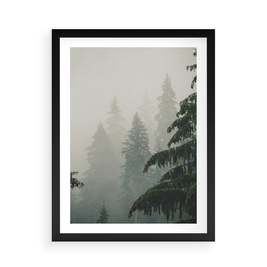 Plakat w ramie 50x70 - Mglista przemiana lasu - las, mgła - rama czarna