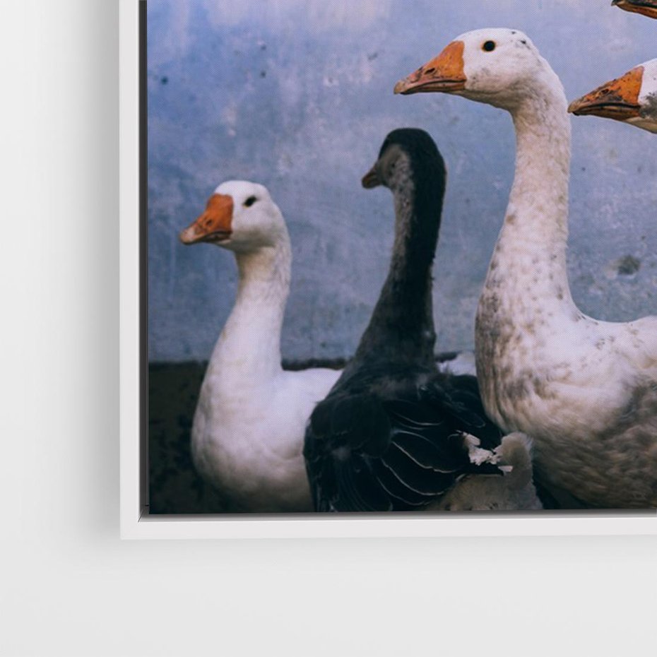 Obraz w ramie 70x50 - Spotkanie Wśród Piór - uchwycony moment, fotografia - rama biała