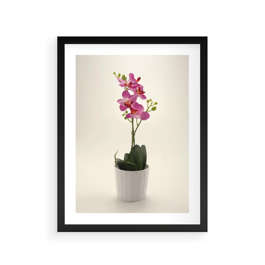 Plakat w ramie 30x40 - Delikatność storczyka orchidei - storczyk, orchidea - rama czarna