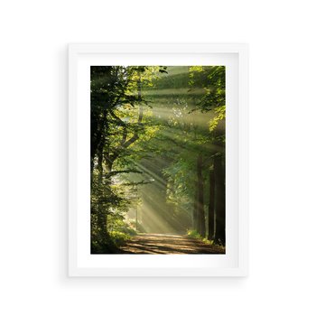 Plakat w ramie 50x70 - harmonia natury - las, drzewa - rama biała