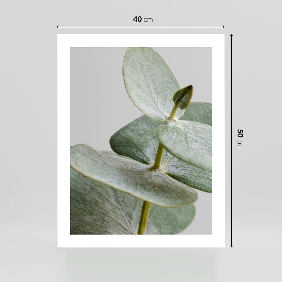 Plakat bez ramy 40x50 - Eukaliptusowa zieleń - eukaliptus, zielone
