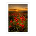 Plakat bez ramy 50x70 - Maki przy zachodzie słońca - maki, zachód