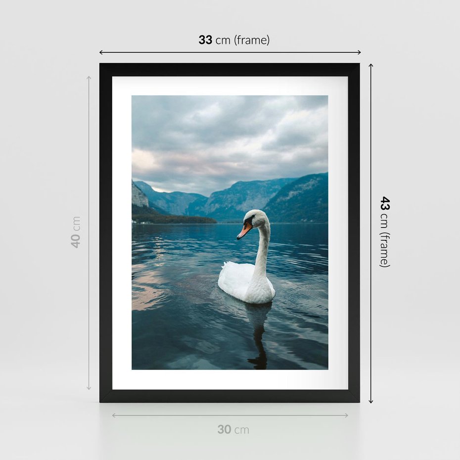 Plakat w ramie 30x40 - Łabędzi Śpiew - fotografia, plakat - rama czarna