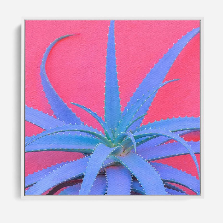 Obraz w ramie 50x50 - Piękno Pustyni - kaktusy, liście - rama biała