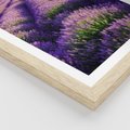 Plakat w ramie 50x70 - Malownicze Pole Lawendy - lawenda, pole - rama drewno