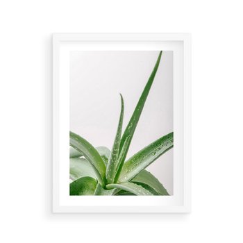 Plakat w ramie 40x50 - Zielone Piękno - aloes, liście - rama biała