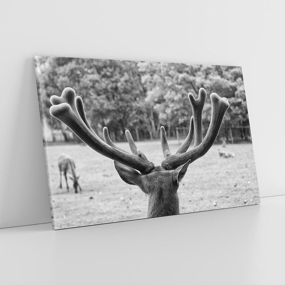 Obraz na płótnie 100x70 - Przygubione motyle marzeń - fotografia czarno biała, młody jeleń w zagrodzie