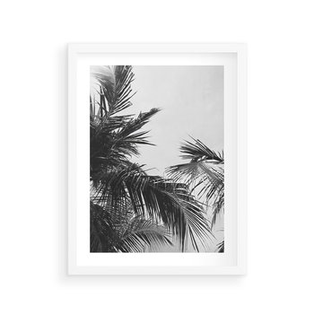 Plakat w ramie 50x70 - Palmy w Monochromii - palmy, tropikalne palmy - rama biała