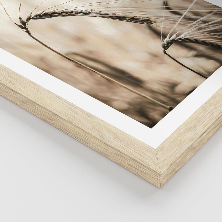 Plakat w ramie 30x40 - Źdźbło Pszenicy: Blisko Natury - źdźbło pszenicy, pszenica - rama drewno