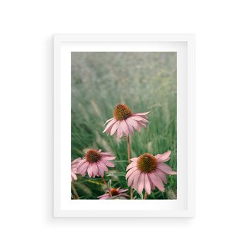 Plakat w ramie 40x50 - Natura w Pełnym Blasku - kwiaty na łące, różowe kwiaty polne - rama biała