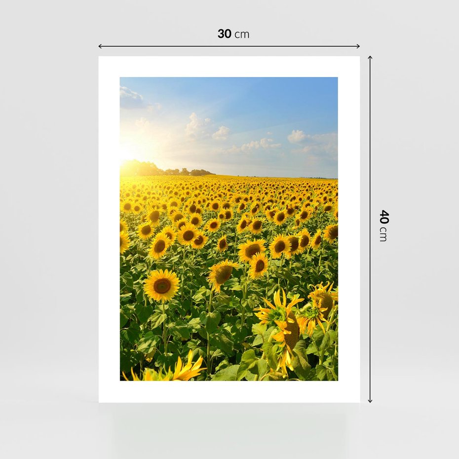 Plakat bez ramy 30x40 - Idylla na łące słoneczników - łąka, słoneczniki