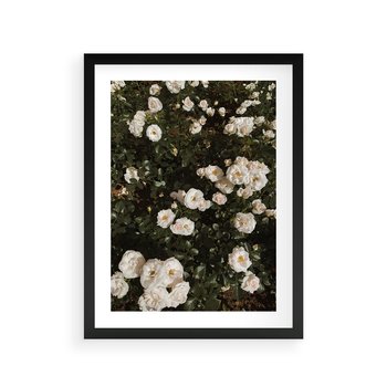 Plakat w ramie 50x70 - Czyste Piękno - białe kwiaty, białe róże - rama czarna