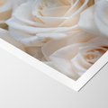 Plakat bez ramy 50x70 - Białe róże piękności - białe, róże