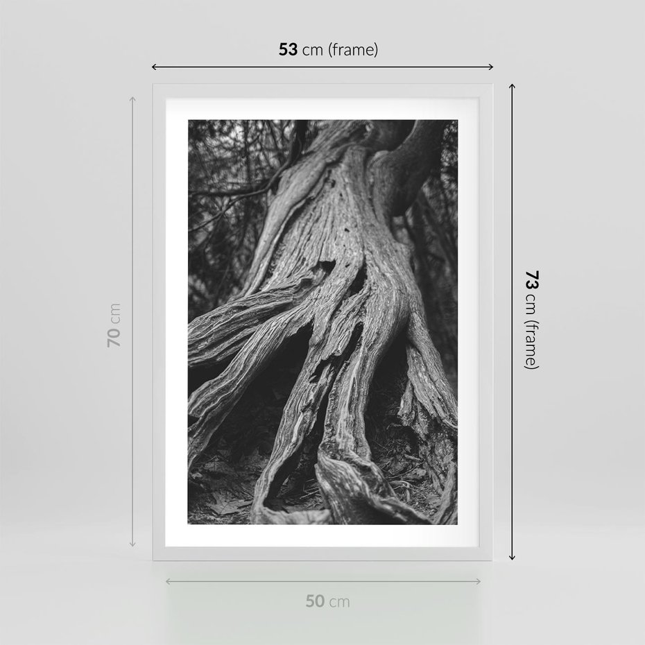 Plakat w ramie 50x70 - Siła Natury - czarno biała fotografia, korzenie wielkiego drzewa - rama biała