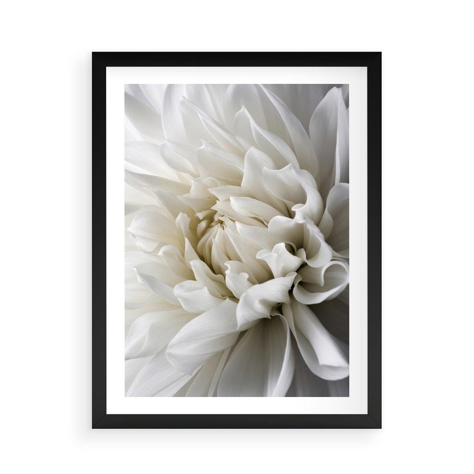 Plakat w ramie 50x70 - Białe Kwiaty Delikatności - białe, kwiaty - rama czarna