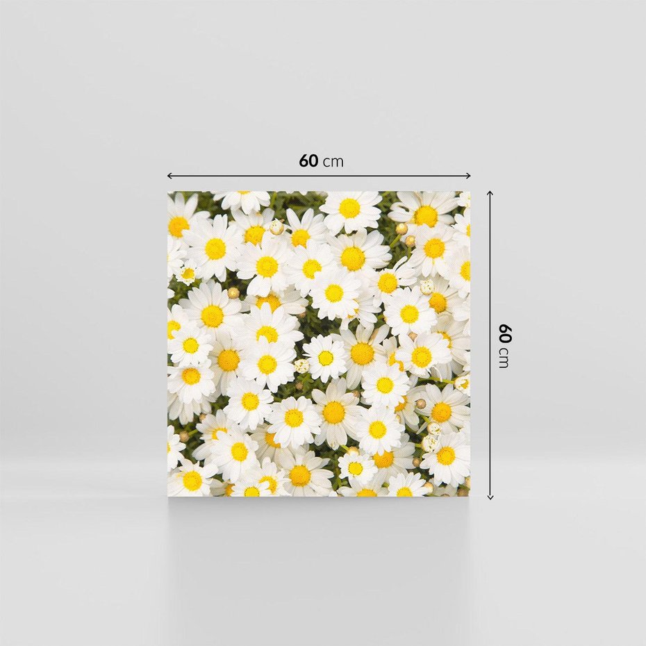 Obraz na płótnie 60x60 - Delikatność Kwiatowej Przyrody - stokrotki, kwiaty