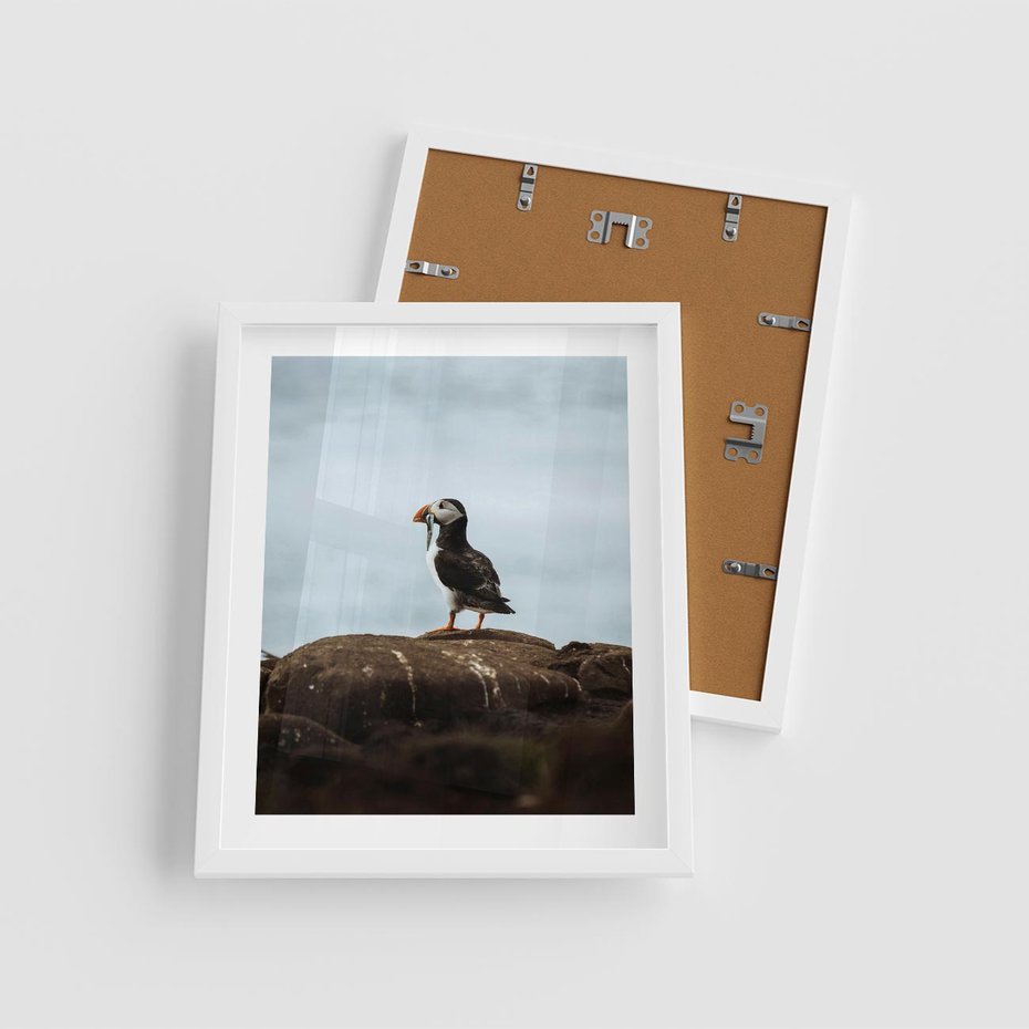 Plakat w ramie 40x50 - Portret Ptaka Morskiego - maskonur, ptak - rama biała