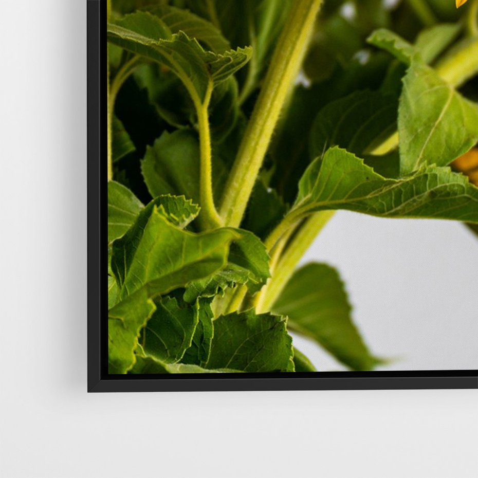 Obraz w ramie 70x100 - Słoneczna Radość - fotografia, żółte słoneczniki - rama czarna