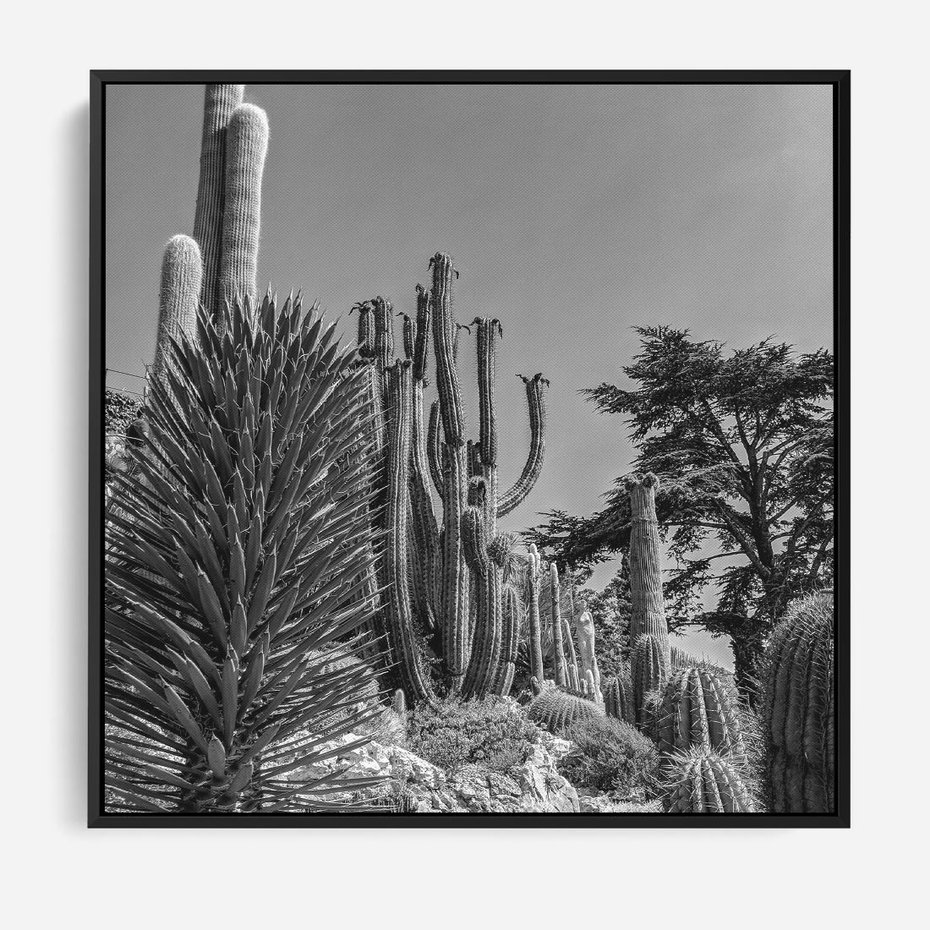 Obraz w ramie 50x50 - Pustynny Klimat - czarno białe zdjecie, pustynia - rama czarna