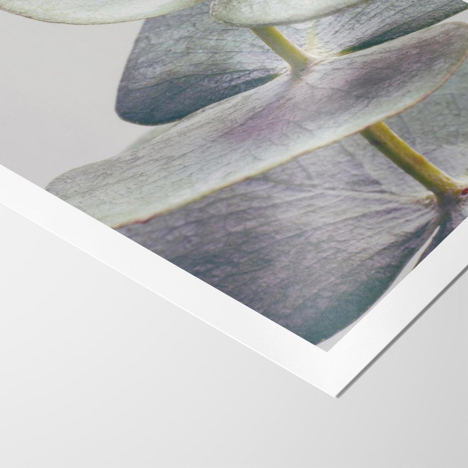 Plakat bez ramy 30x40 - Zbliżenie Liści Eukaliptusa - eukaliptus, zbliżenie