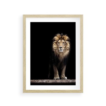Plakat w ramie 30x40 - Lew: dzikie piękno natury - lew, dzikie - rama drewno