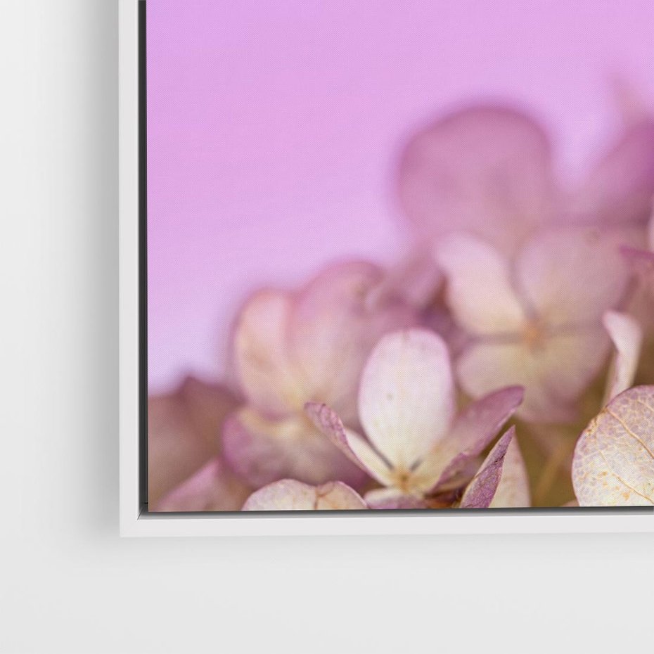 Obraz w ramie 80x80 - Kwiatowa Uroda - kwiaty, hortensje - rama biała