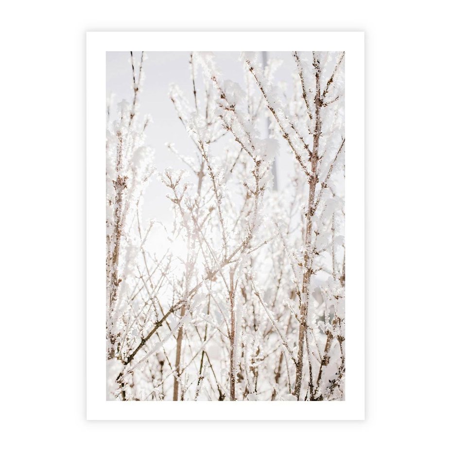 Plakat bez ramy 50x70 - Szron na Gałęziach - ośnieżone gałązki, szron na gałęziach