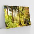 Obraz na płótnie 120x80 - Mistyka lasu - las, drzewa