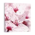 Obraz na płótnie 70x70 - Kwitnąca Wiśnia - kwiaty, kwitnąca