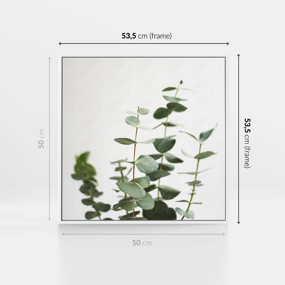 Obraz w ramie 50x50 - Żywa eukaliptusowa zieleń - eukaliptus, zielone - rama biała
