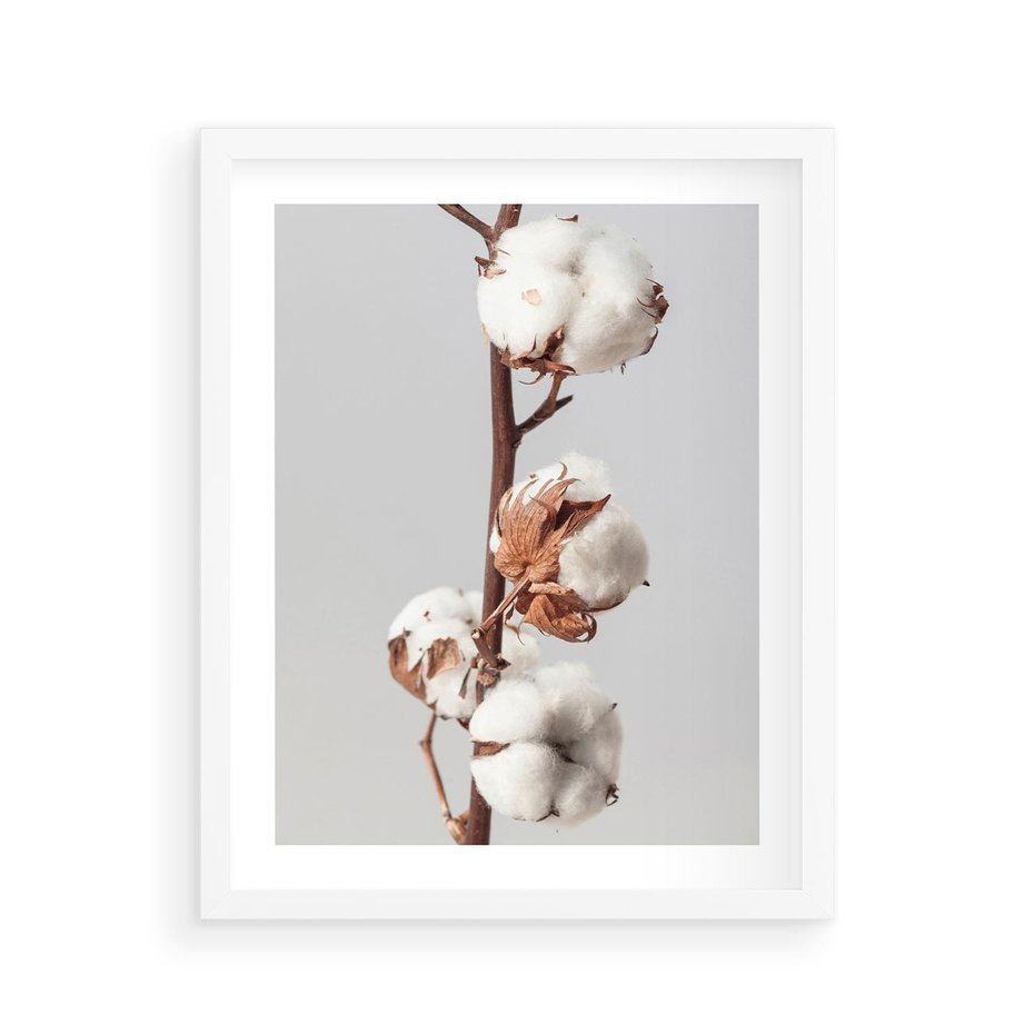 Plakat w ramie 40x50 - Spokojna Gałązka Bawełny - gałązka bawełny, prosta spokojna fotografia - rama biała