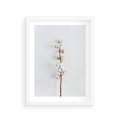 Plakat w ramie 30x40 - Minimalistyczna Gałązka Bawełny - bawełna, gałązka bawełny - rama biała