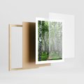 Plakat w ramie 40x50 - Magia lasu pełnego brzóz - las, brzozy - rama drewno