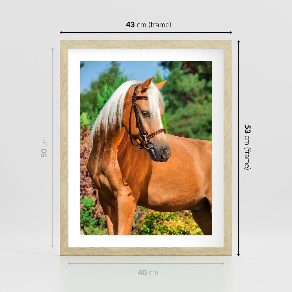 Plakat w ramie 40x50 - Elegancki wierzchowiec - koń, portret - rama drewno