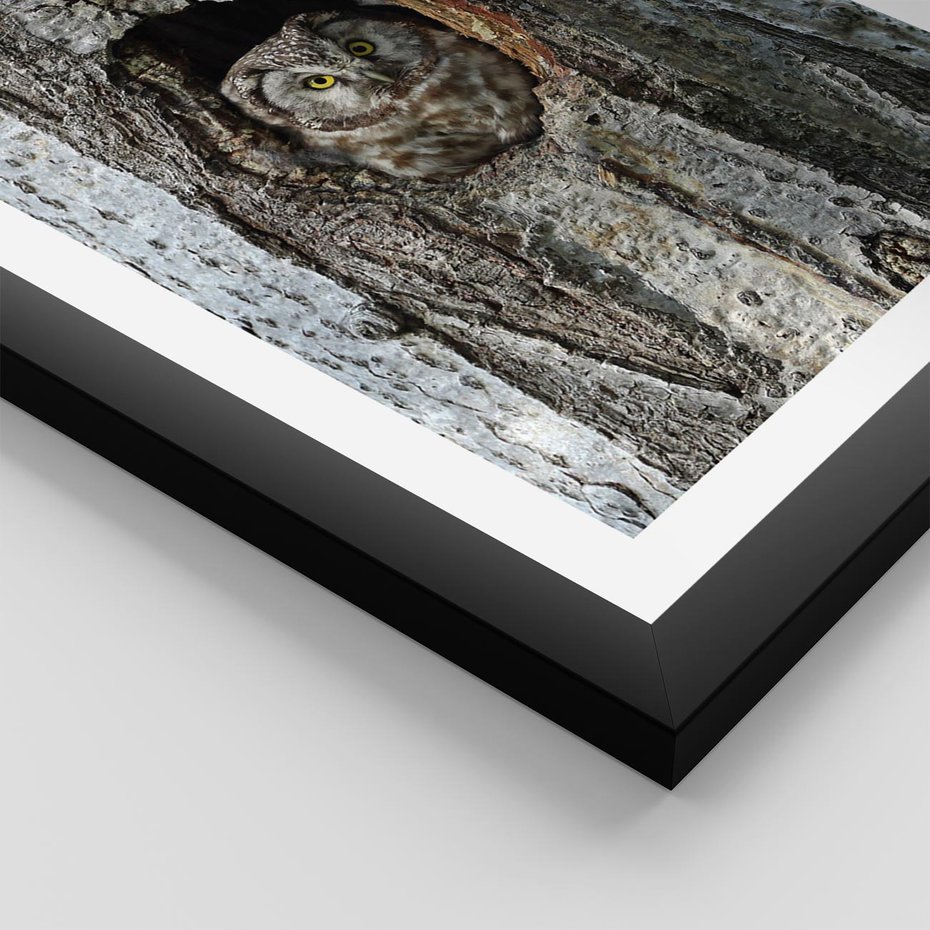 Plakat w ramie 50x70 - Tajemniczy W świecie Nocy - sowa, dziupla - rama czarna