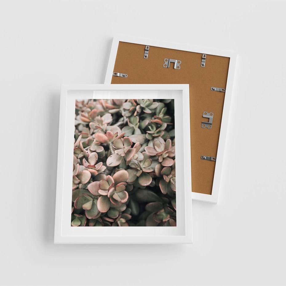 Plakat w ramie 40x50 - Sukulentowa Prostota - sukulenty, zielone liście - rama biała