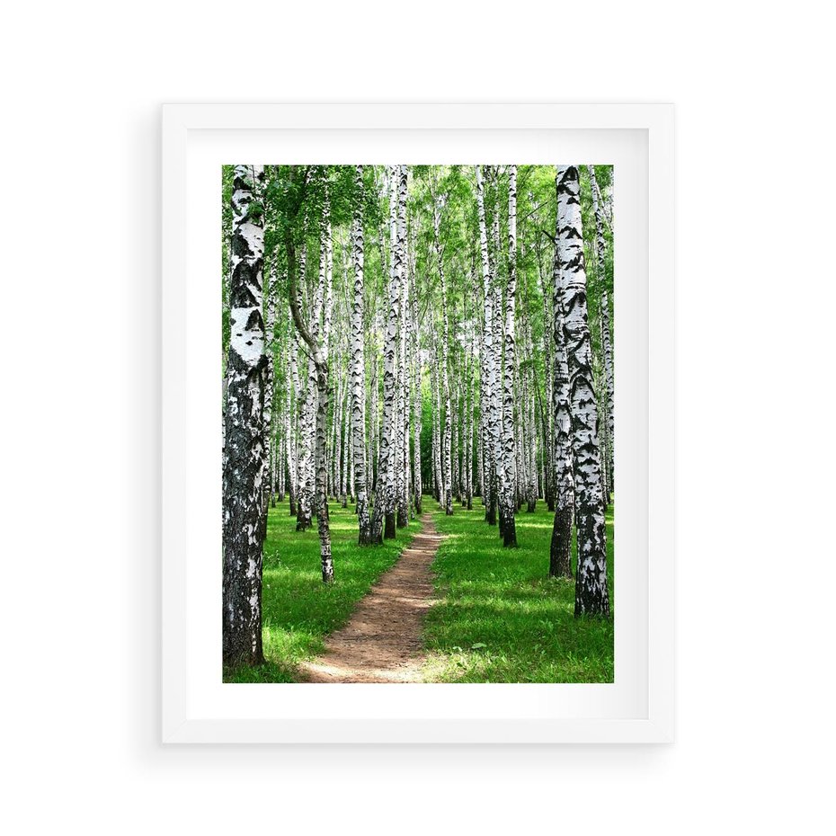 Plakat w ramie 40x50 - Bajkowy las pełen brzóz - las, brzozy - rama biała
