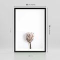 Plakat w ramie 50x70 - Suszona Roślina na Białym Tle - minimalizm, suszona roślina - rama czarna