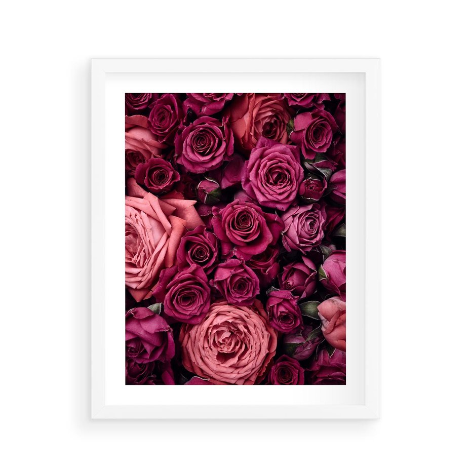 Plakat w ramie 40x50 - Róże - piękno kwiatów - róże, kwiaty - rama biała