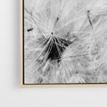 Obraz w ramie 70x50 - Zdmuchnięty Puch - dmuchawce, delikatne - rama drewno
