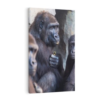 Obraz na płótnie 70x100 - Małpy w ich naturalnym środowisku - małpy, szympansy