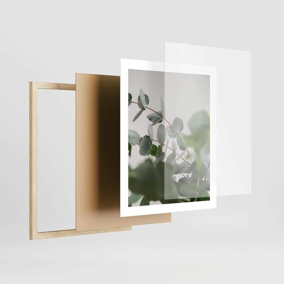 Plakat w ramie 40x50 - Liście eukaliptusa w naturze - eukaliptus, liście - rama drewno