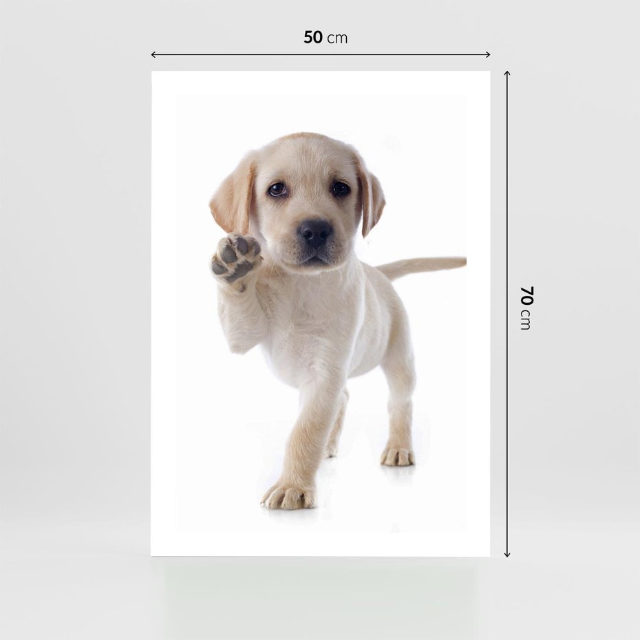 Plakat bez ramy 50x70 - Szczeniak pełen radości - piesek, szczeniak