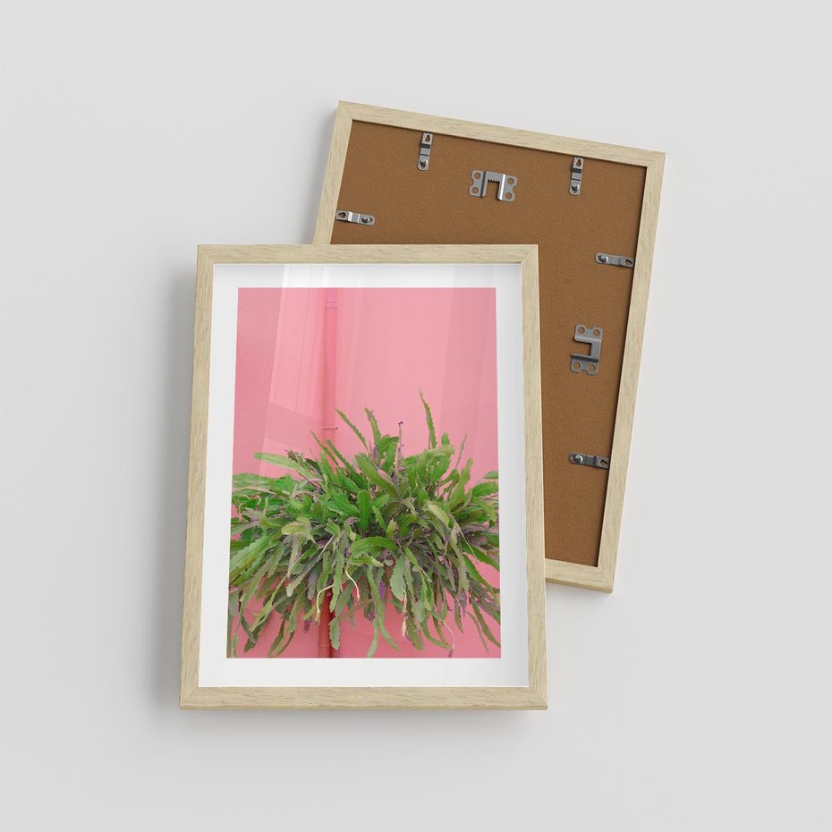 Plakat w ramie 30x40 - Fotografia Rośliny z Różowym Tłem - fotografia, zielona roślina na tle różwj ściany - rama drewno