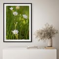 Plakat bez ramy 30x40 - Kolorowa łąka - stokrotki, łąka
