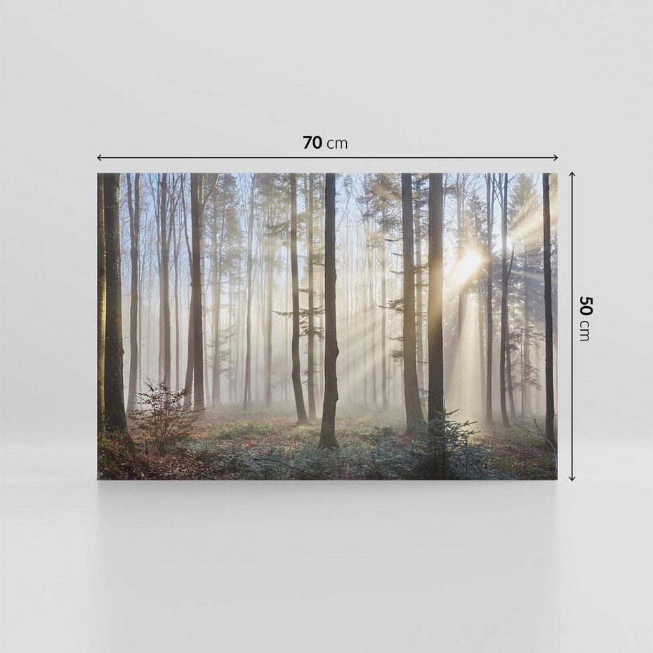 Obraz na płótnie 70x50 - Magiczne zaklęcie: Las pełen drzew - las, drzewa