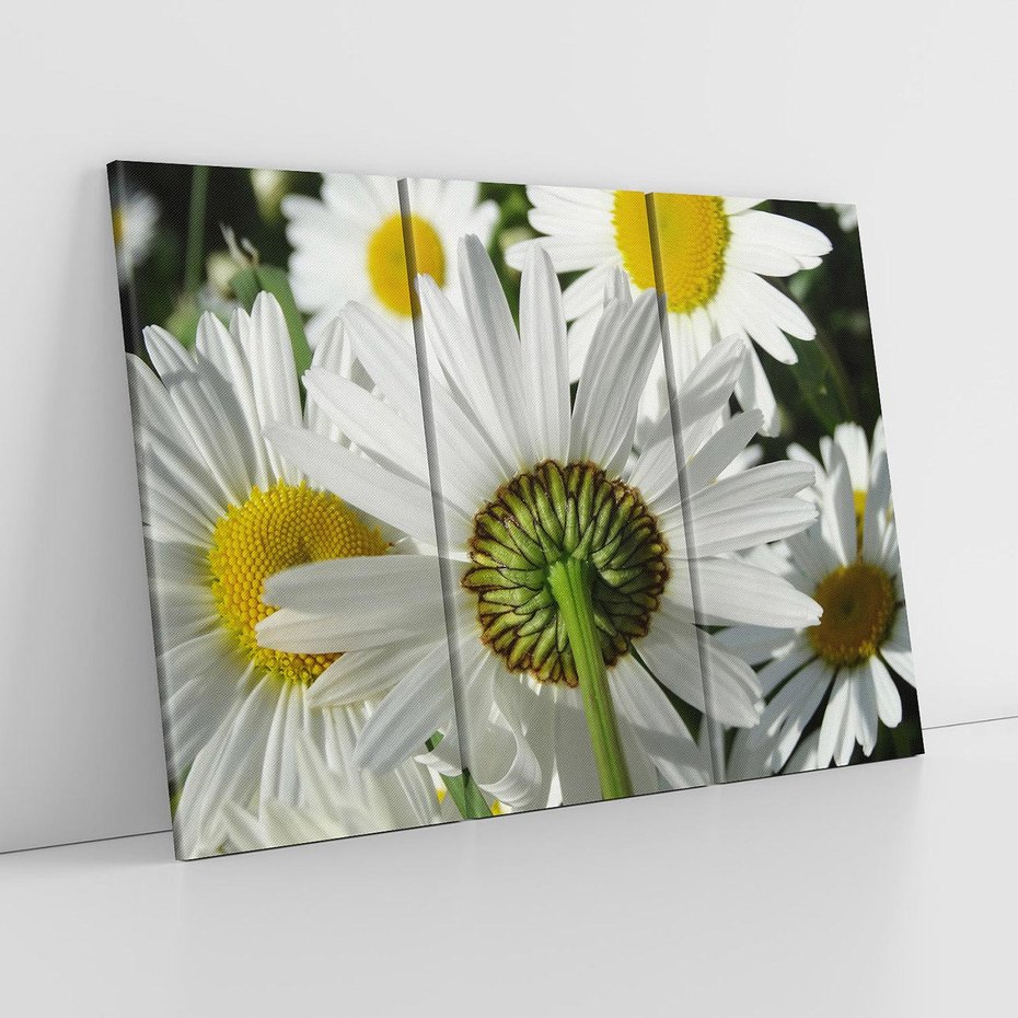 Obraz na płótnie 120x80 - Stokrotki w pełnym rozkwicie - stokrotki, kwiaty