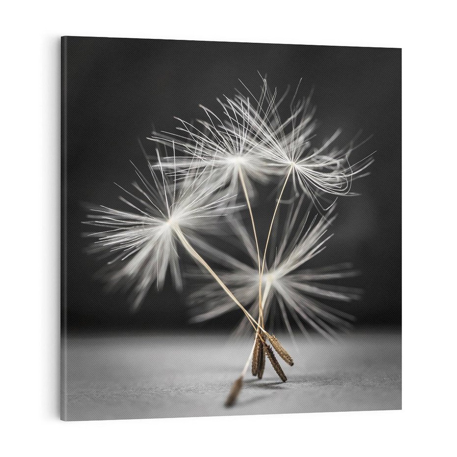 Obraz na płótnie 70x70 - Delikatność dmuchawców zbliżenie - dmuchawce, zbliżenie