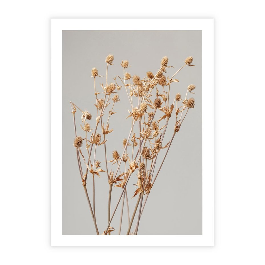 Plakat bez ramy 21x30 - Delikatne gipsówki - gipsówka, suche